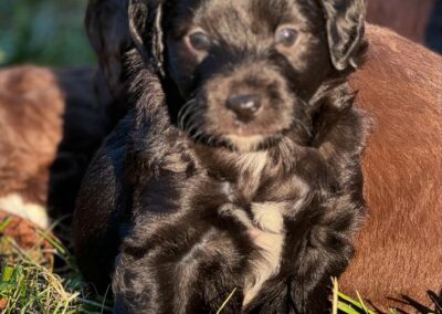 Aussiedoodle of curly Soulmate