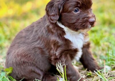 Aussiedoodle of curly Soulmate