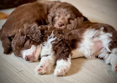 Aussiedoodle Welpen