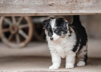 Aussiedoodle Welpen