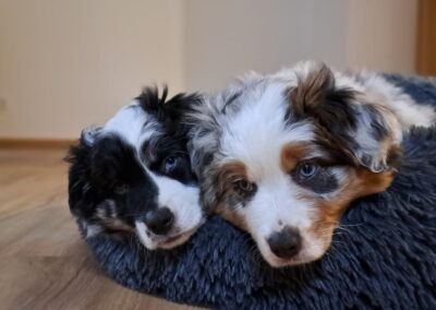 Aussiedoodle Welpen