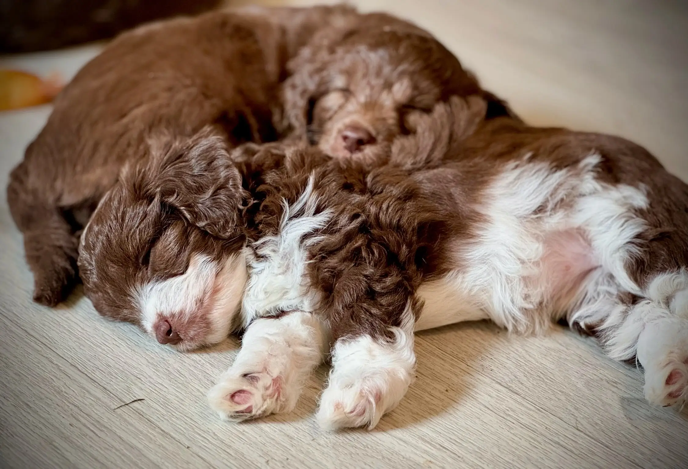 Aussiedoodle Welpen
