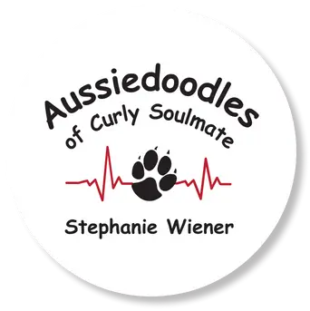 aussiedoodle-of-curly-soulmate
