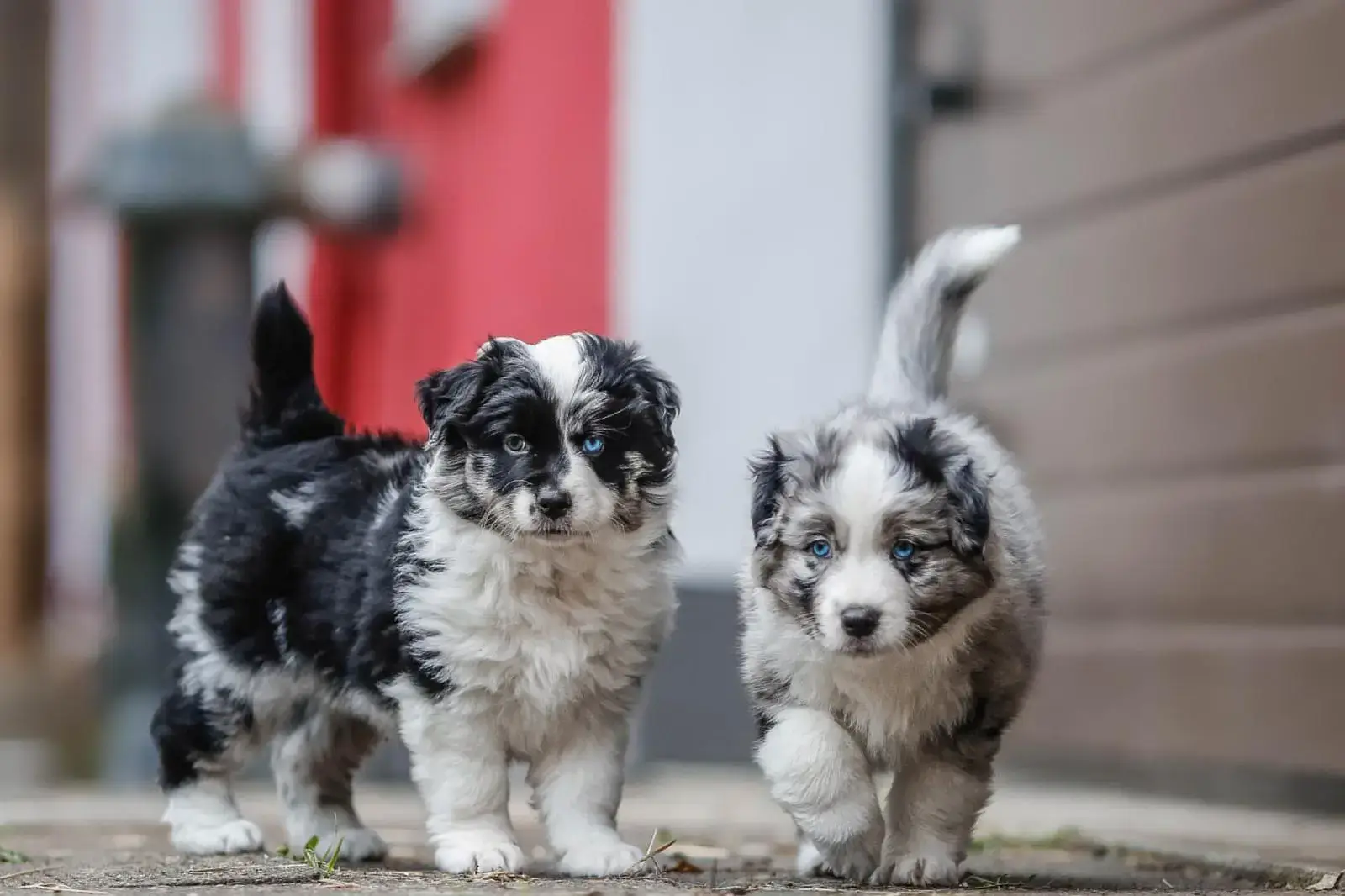 Aussiedoodle Welpen